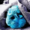 GuineaPigsGo